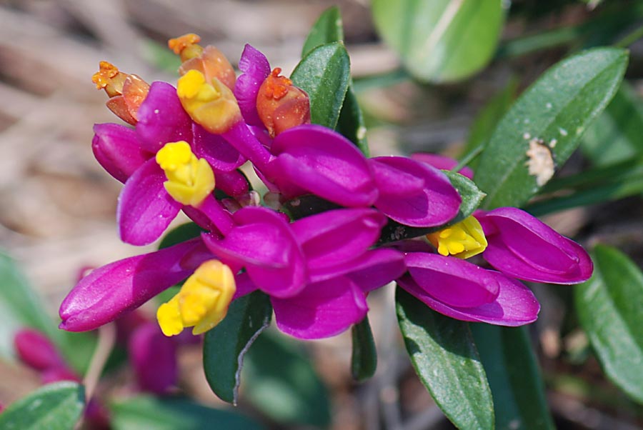 Polygaloides (=Polygala) chamaebuxus / Poligala falso-bosso